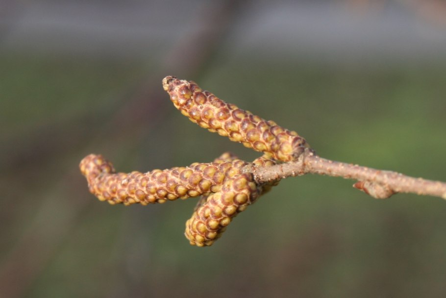Береза максимовича betula maximowicziana