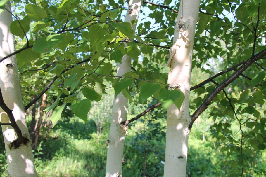 Betula platyphylla