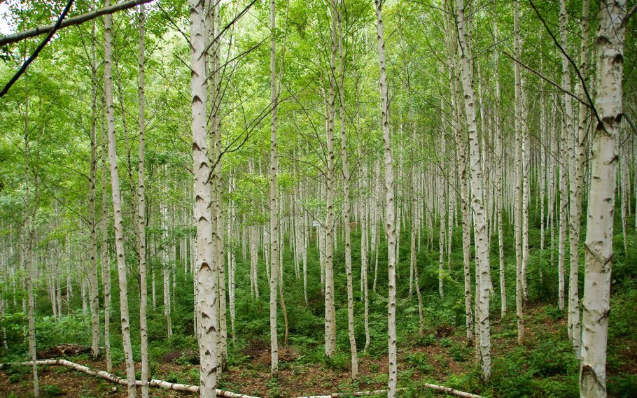 Береза пушистая betula pubescens
