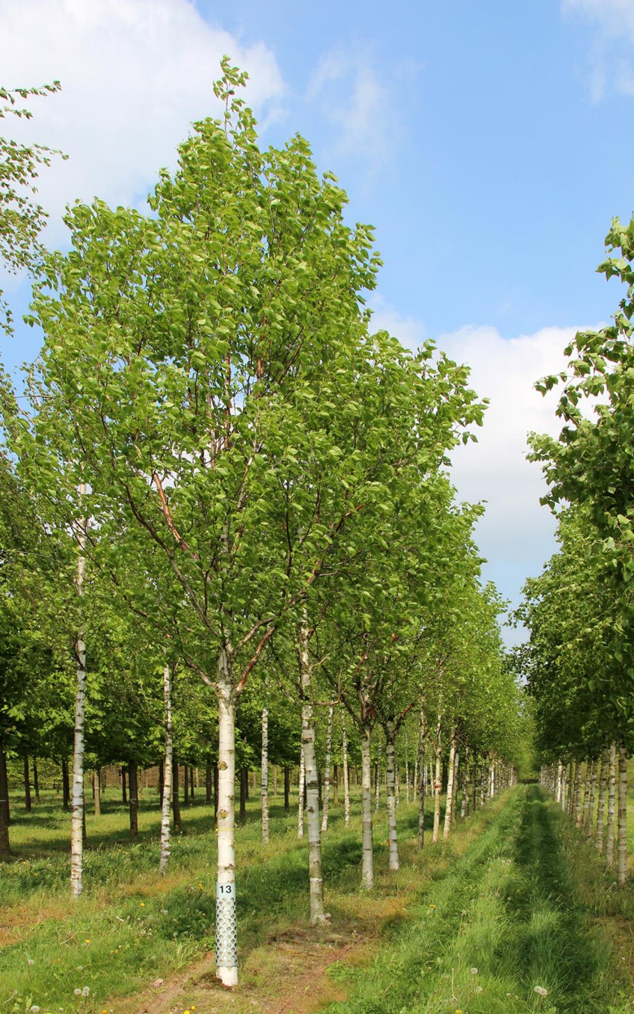 Betula albosinensis