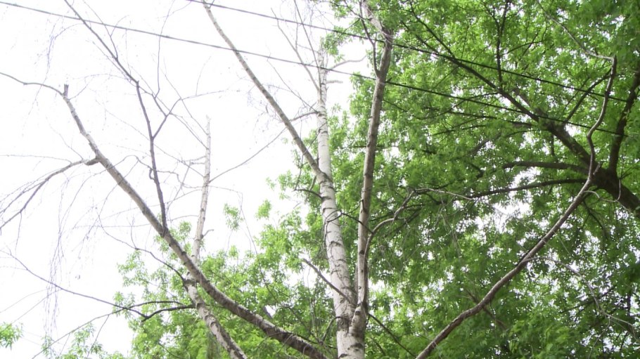 Берёза Радде