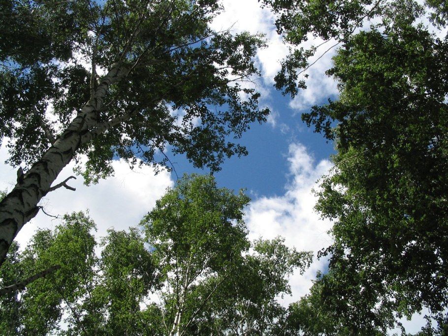 Китайская береза фото