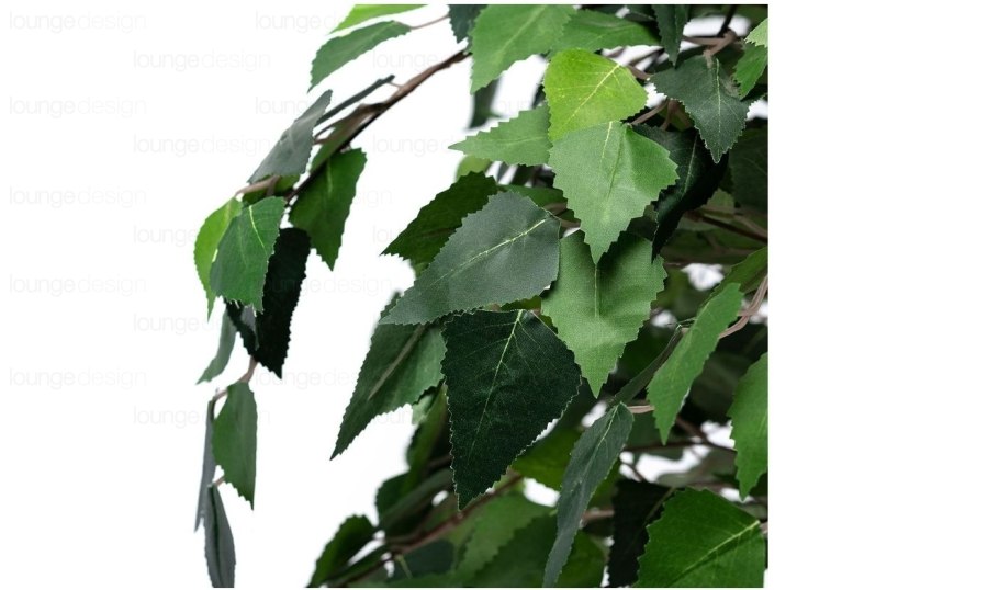 Фикус березка