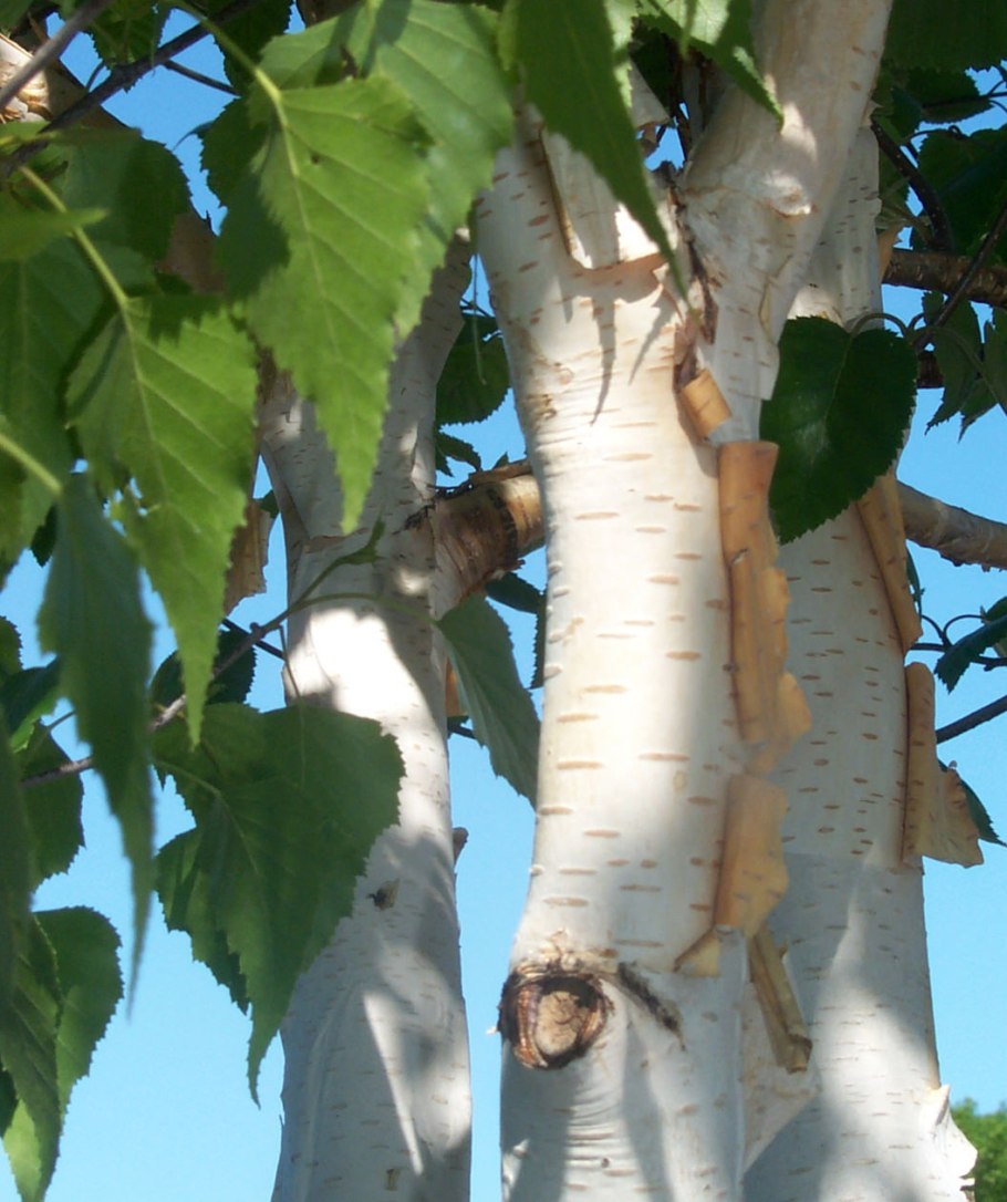 Береза маньчжурская betula mandshurica