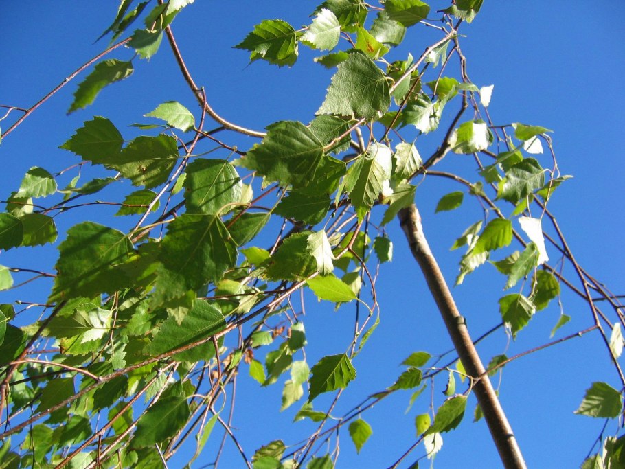 Береза повислая Пурпуреа