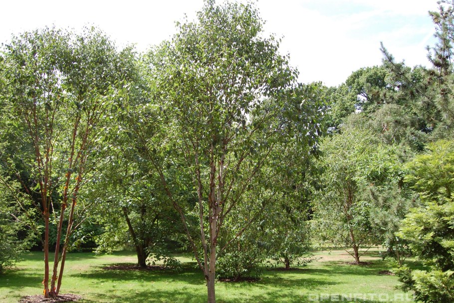 Береза albosinensis