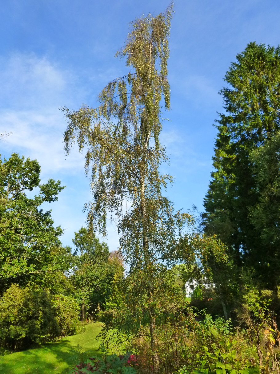 Трава Березка фото