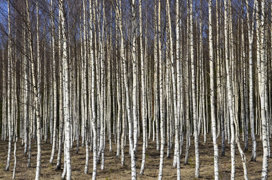 Береза повислая Юнги Betula pendula Youngii