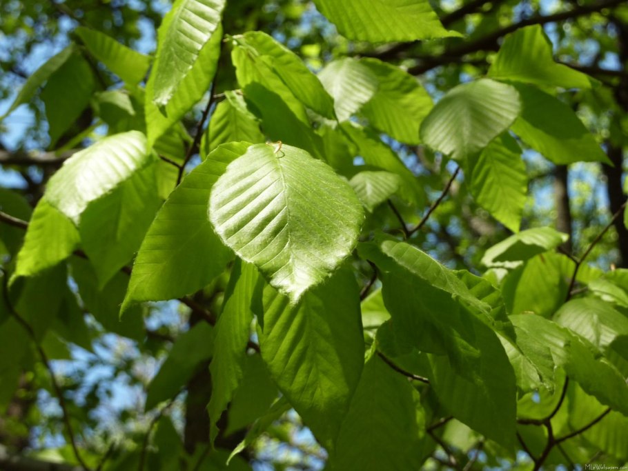 Береза маньчжурская Betula mandshurica