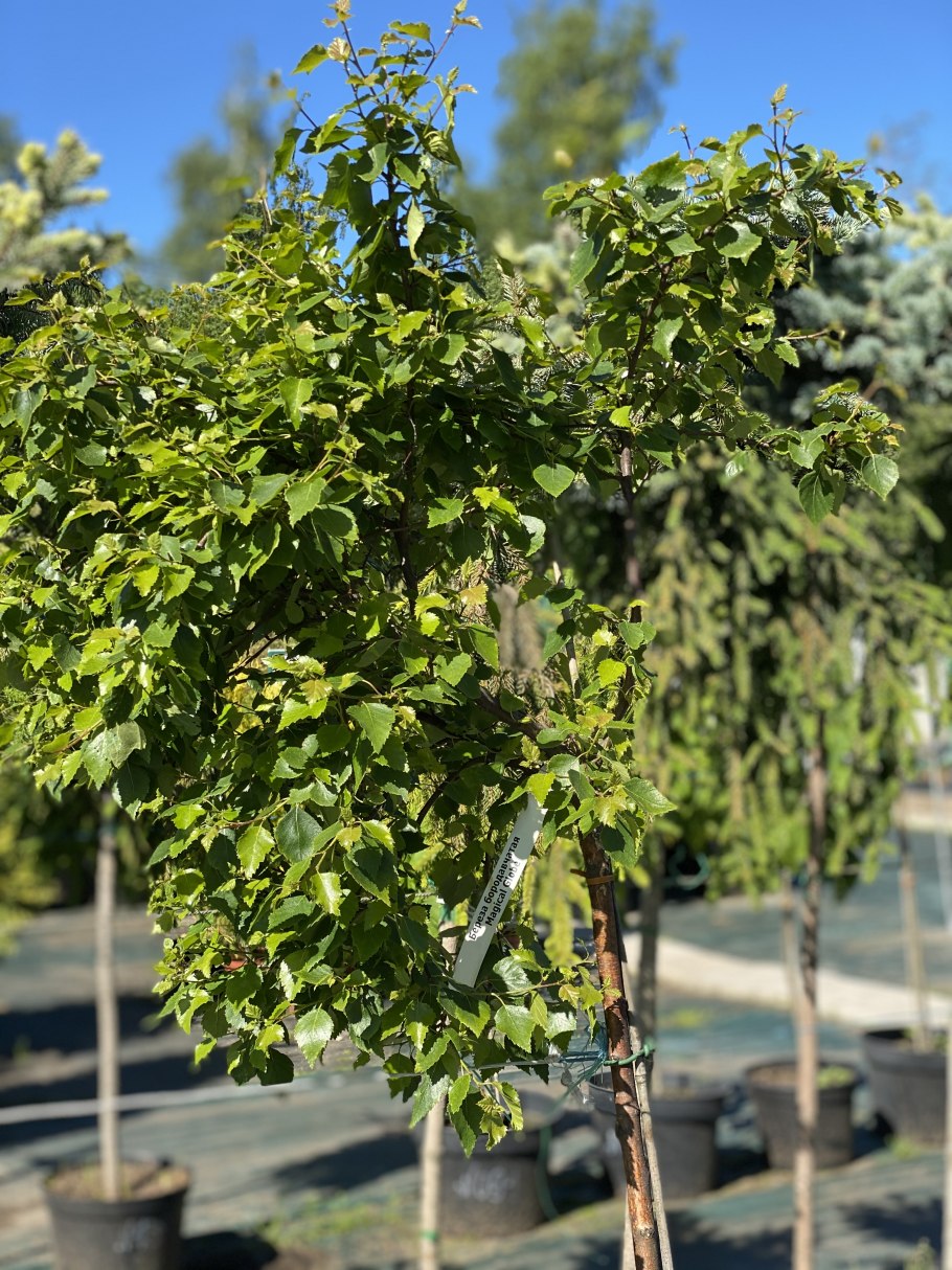 Береза повислая magical globe