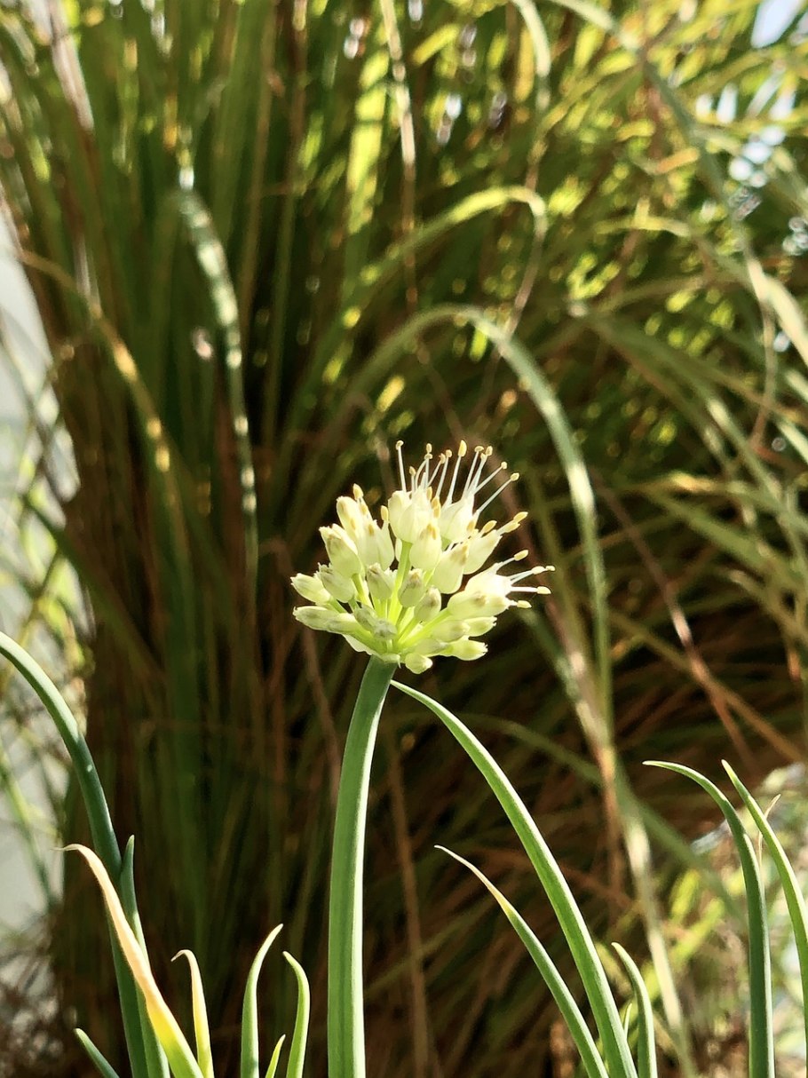 Лук слизун батун