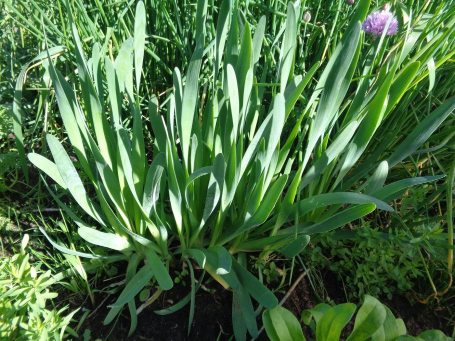 Allium galanthum