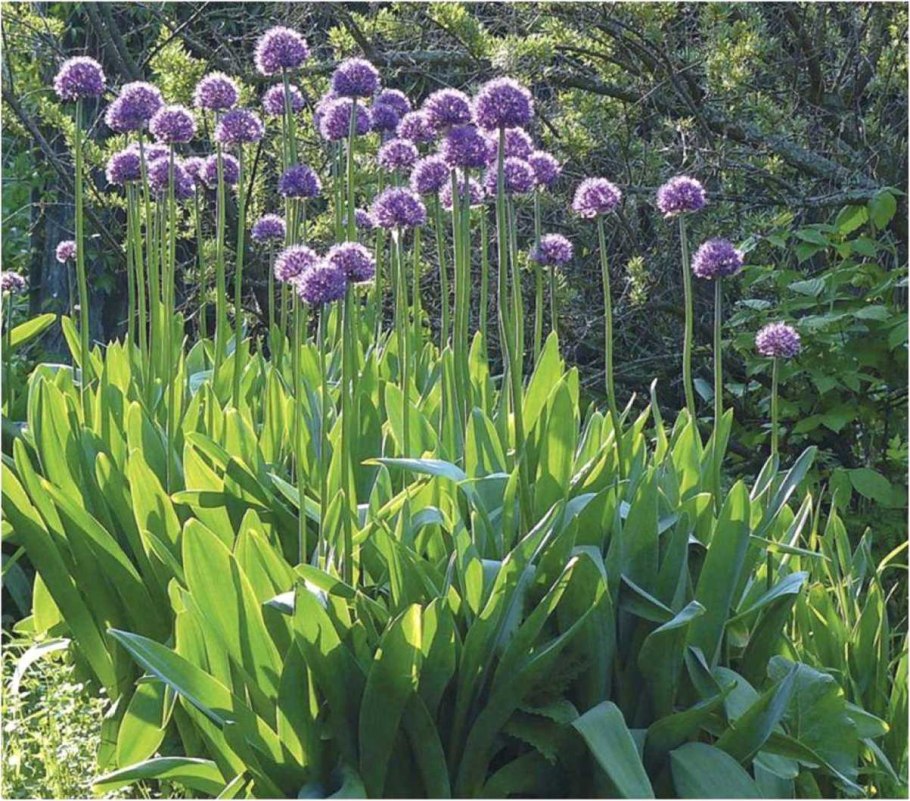 Лук батун - Allium fistulosum