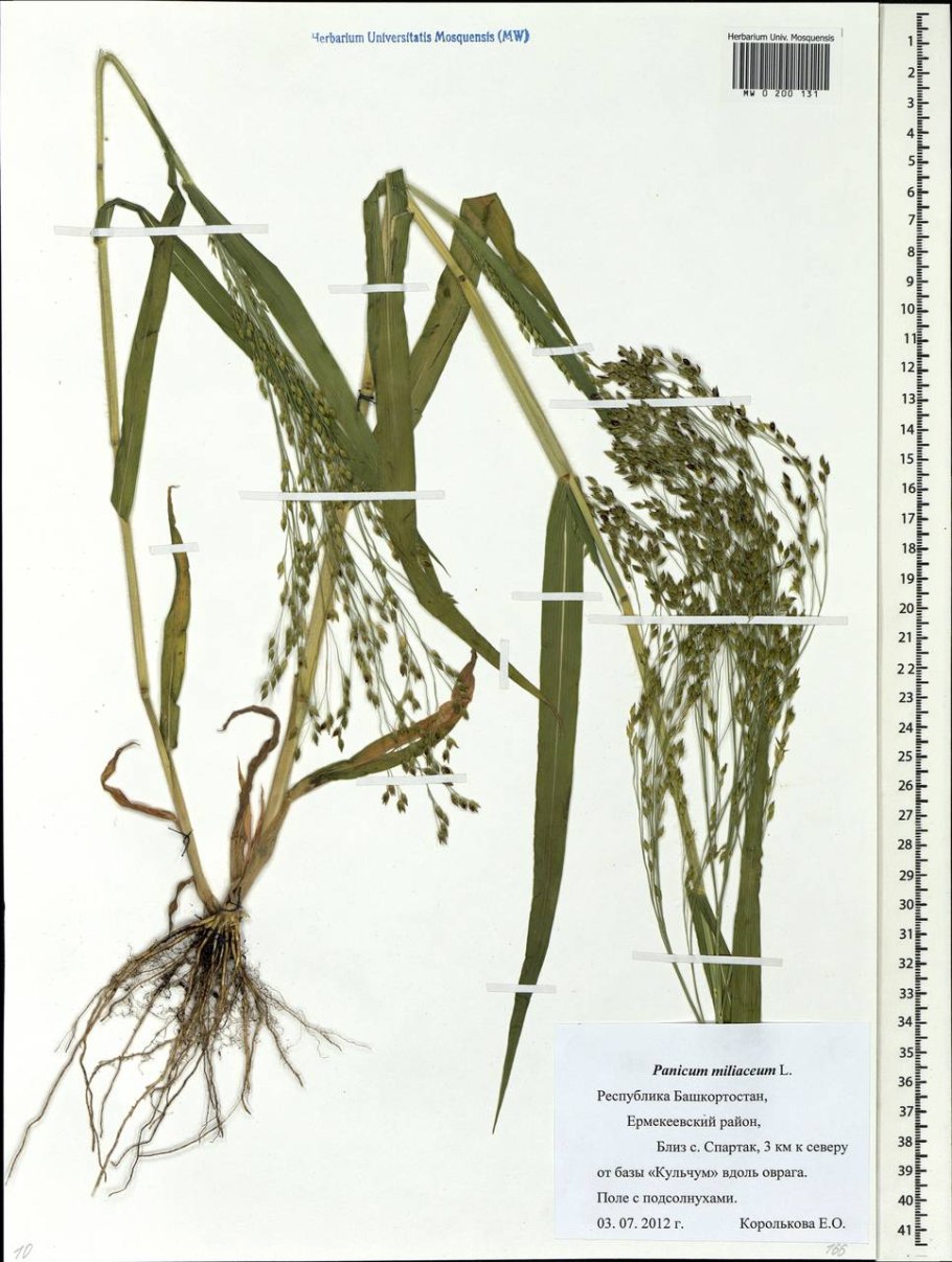 Лук севок Бамбергер