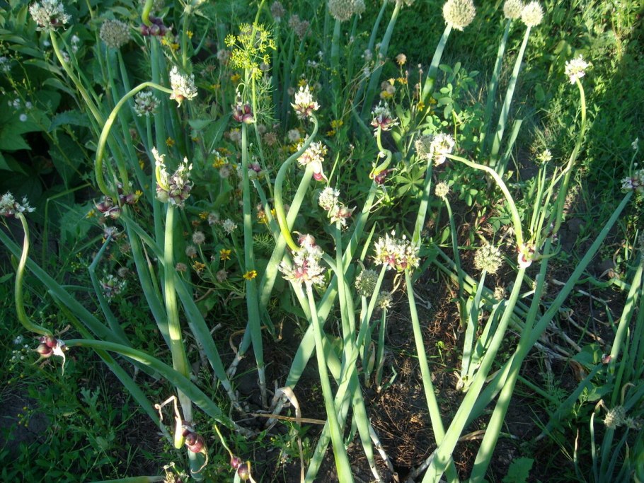 Лук Египетский многоярусный