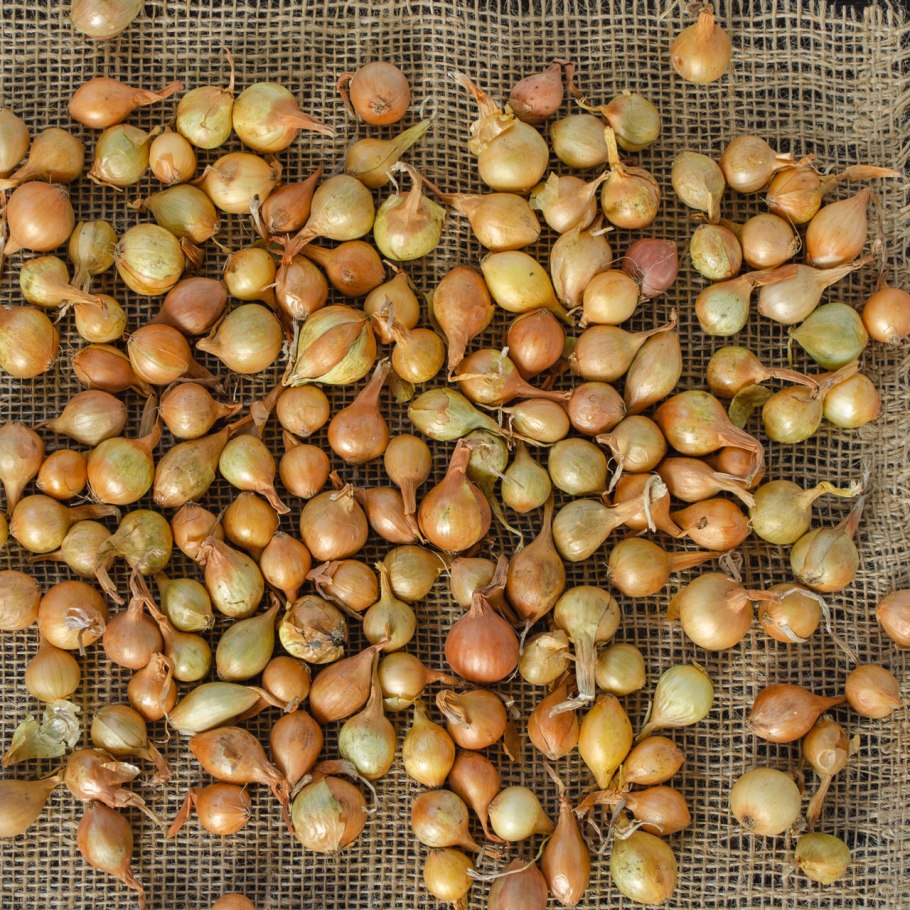 Лук круглый (Allium rotundum)