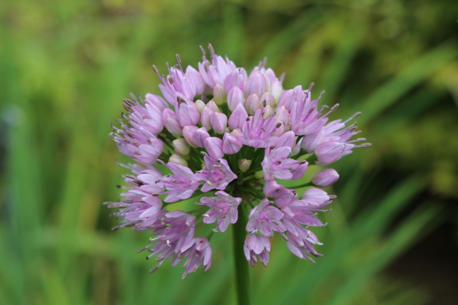 Аллиум Allium senescens Summer Beauty