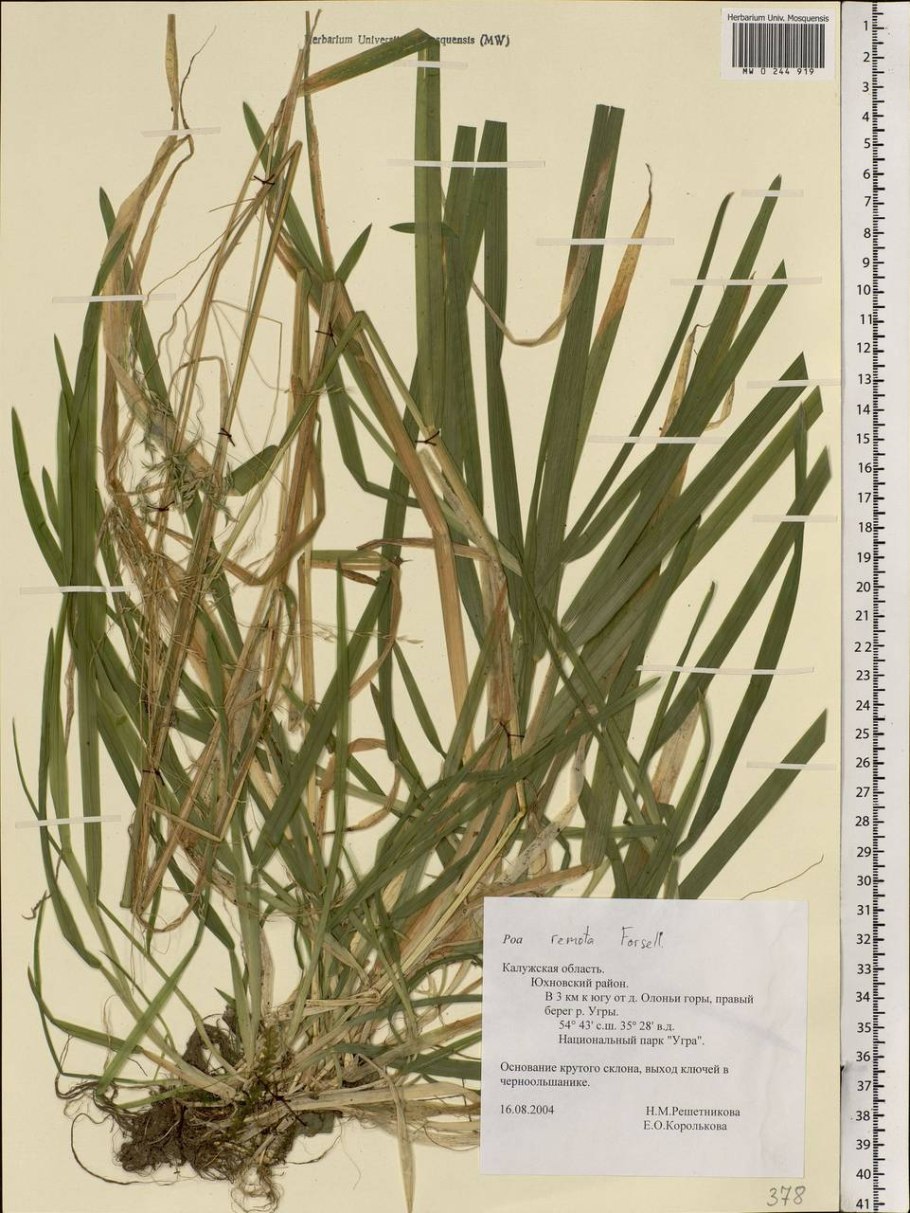 Лук Алтайский Альвес