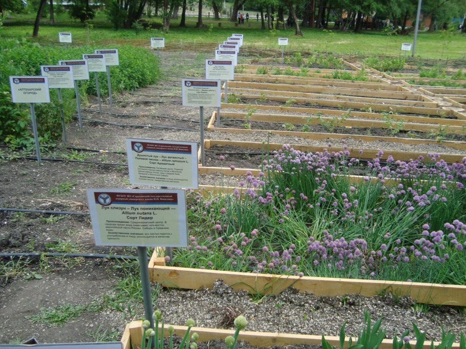 Лук Вавилова