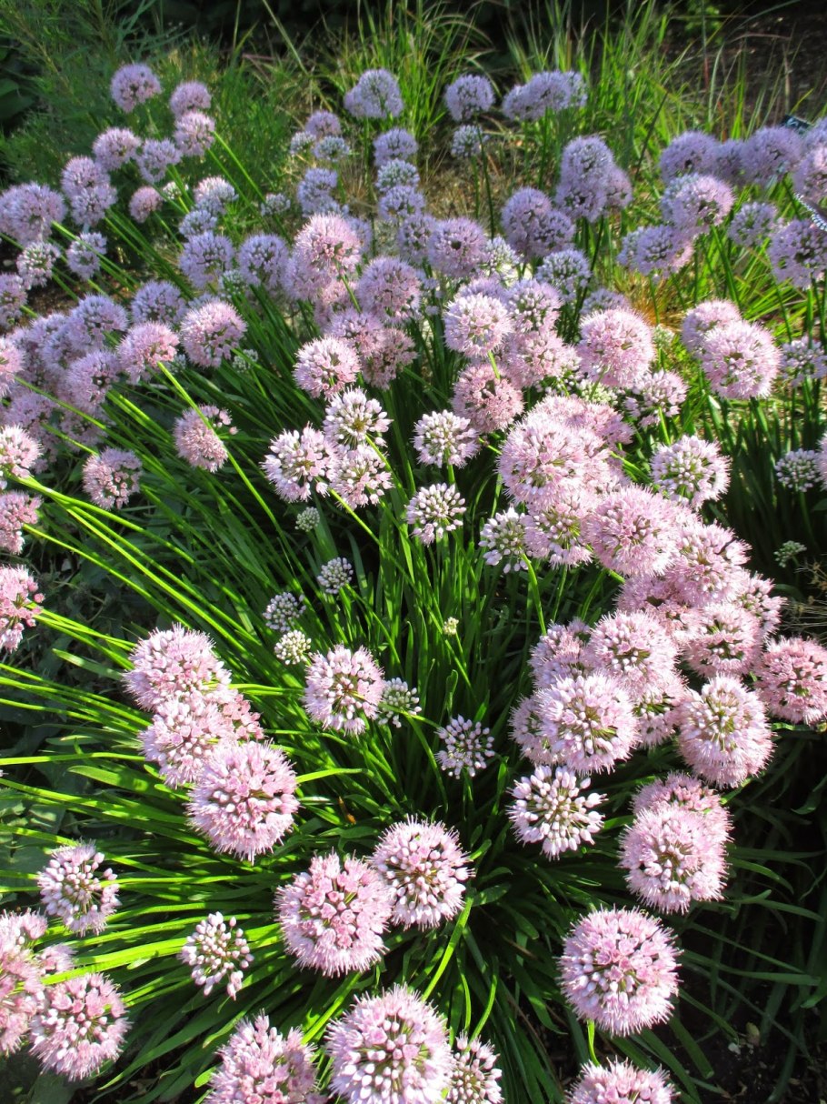 Аллиум Allium senescens Summer Beauty
