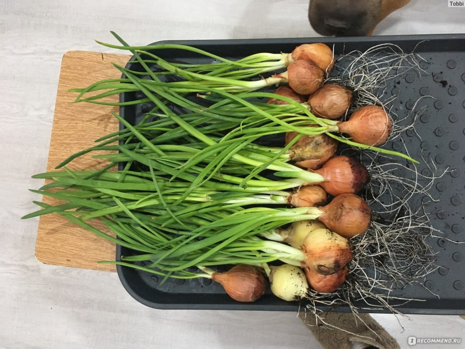 Лук Репка с зеленью