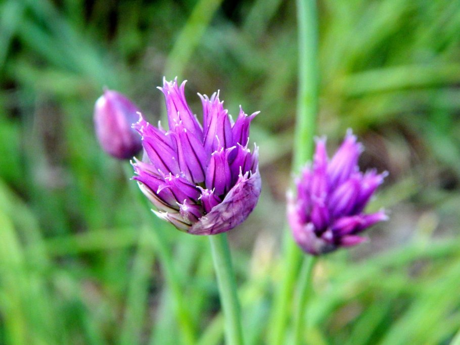 Лук скорода шнитт