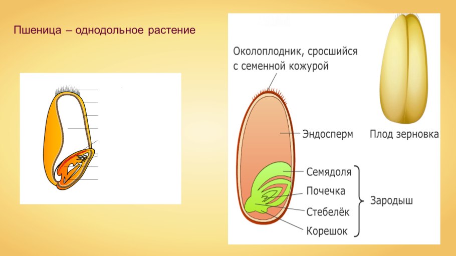 Однодольное семя пшеницы