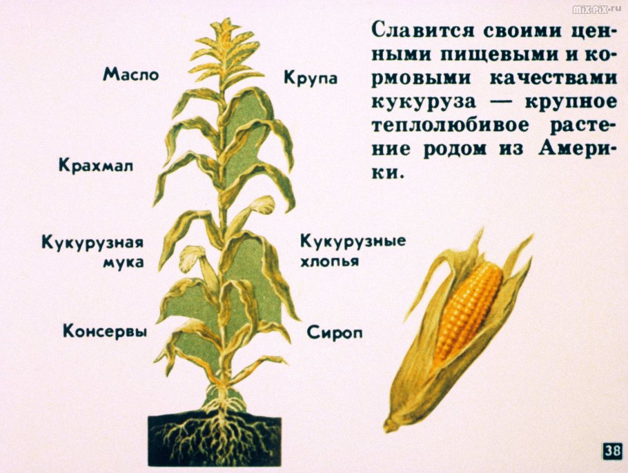 Разнодольные растения