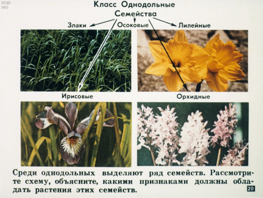 Однодольные растения растения