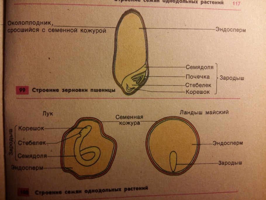 Строение семени покрытосеменных растений