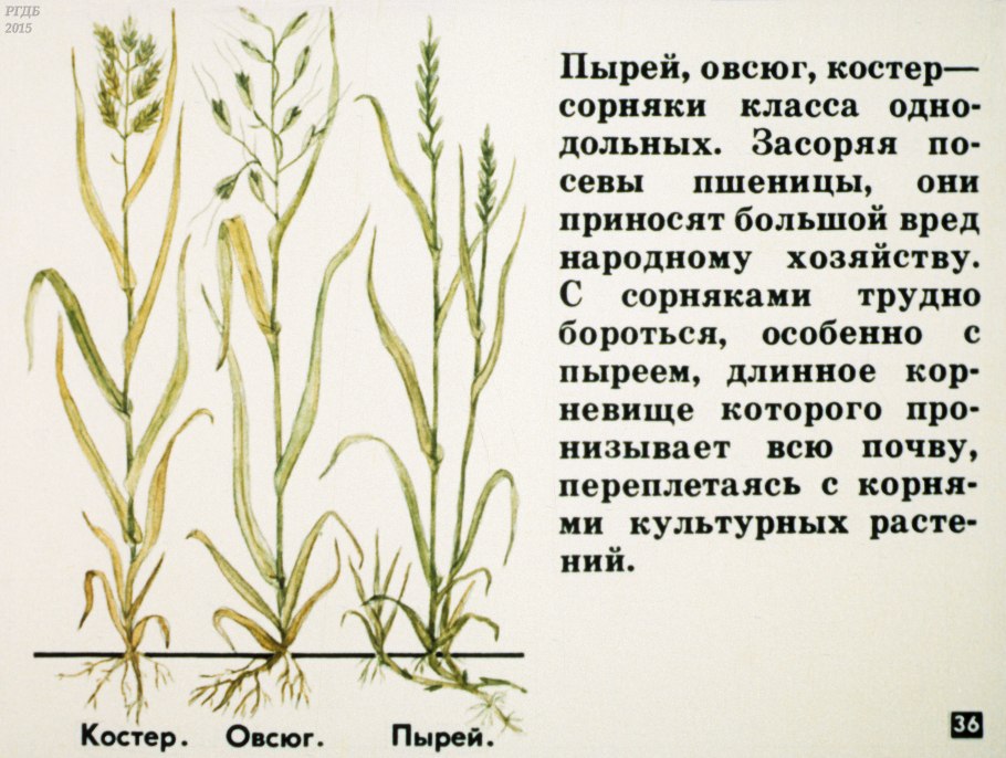 Однодольные растения пырей