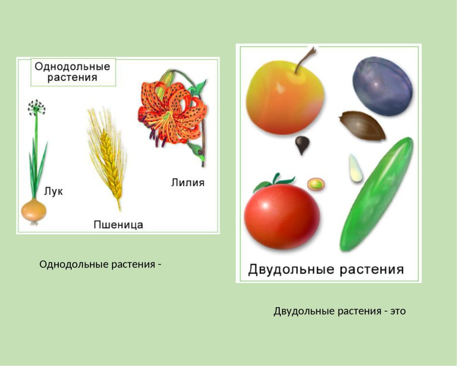 Однодольные растения примеры