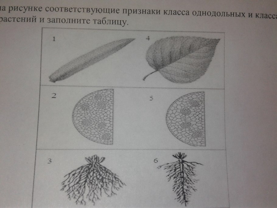 Растения семейства Лилейные Лилия