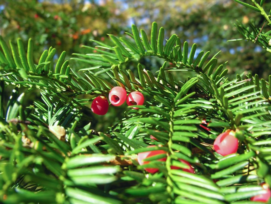 Taxus baccata