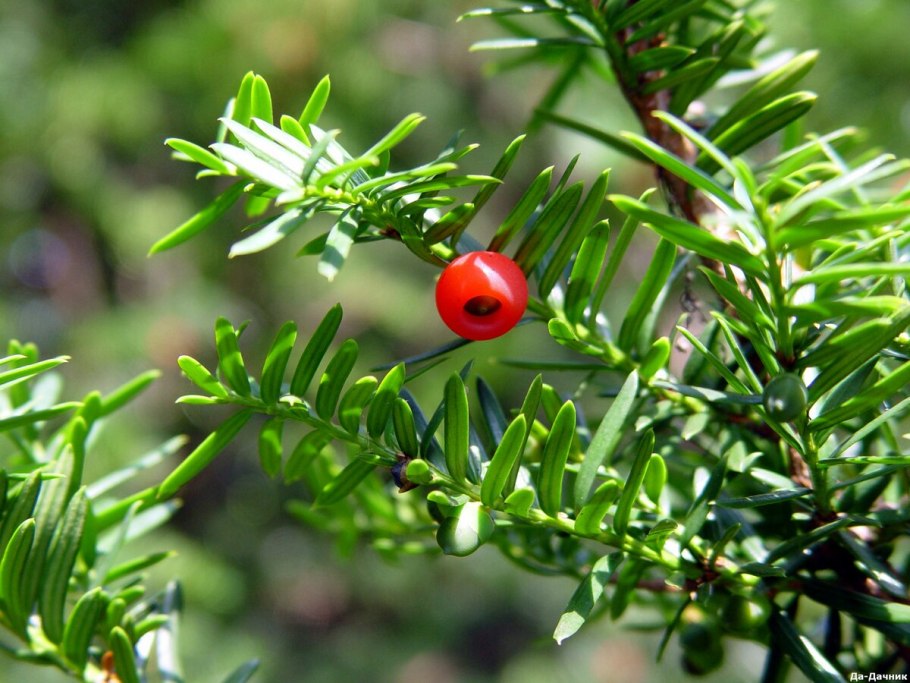 Тисс ягодный Фастигиата