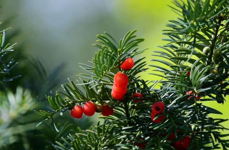 Тисс ягодный (taxus baccata
