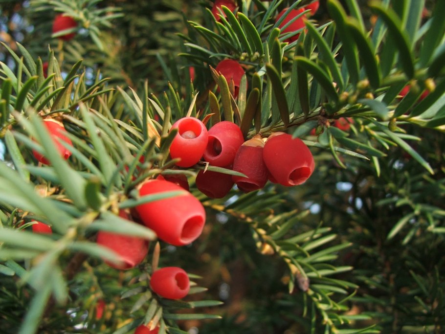 Тис ягодный taxus baccata
