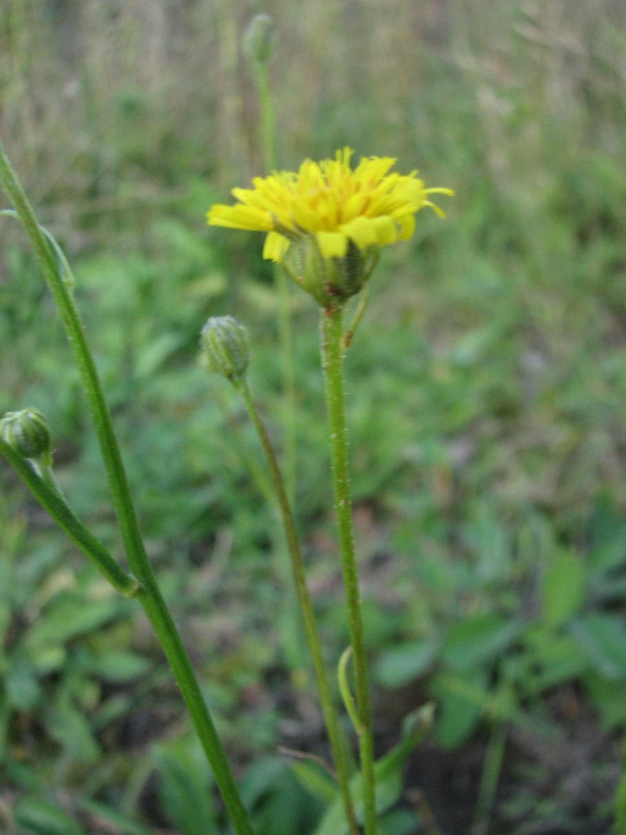 Скерда золотистоцветковая