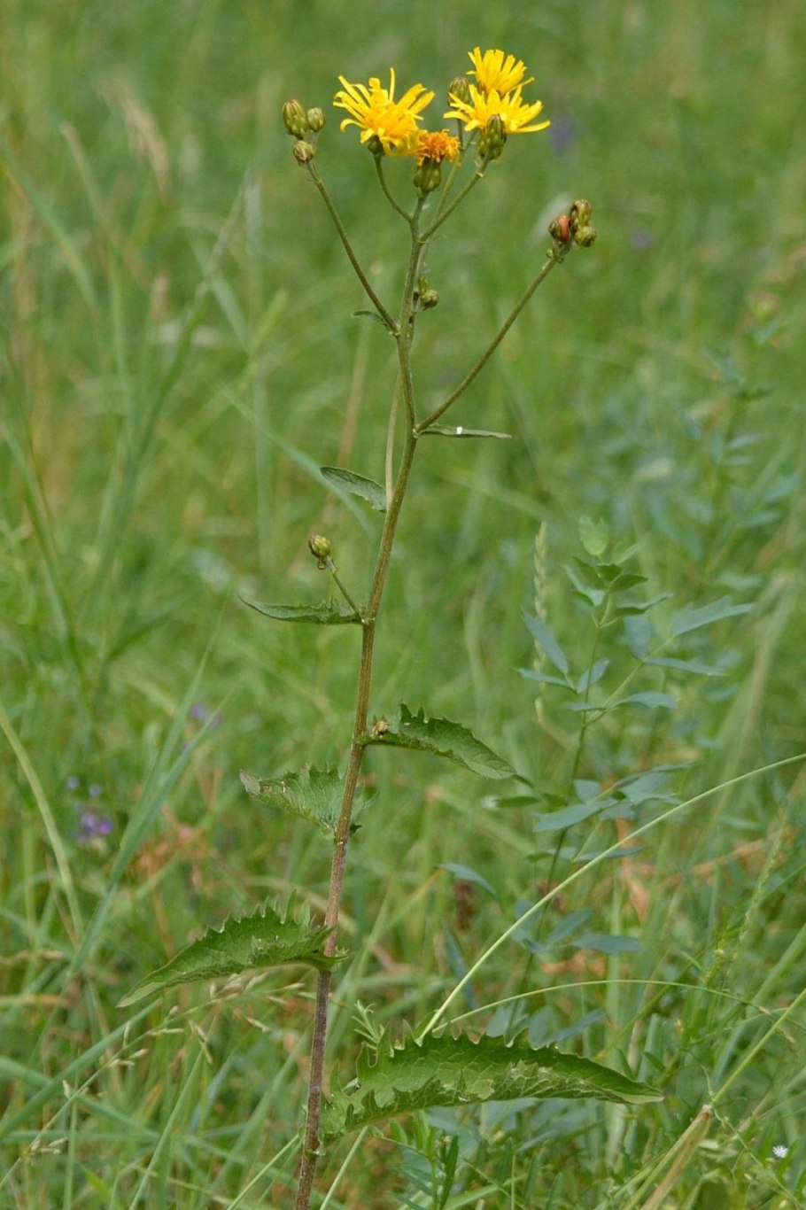 Скерда растение
