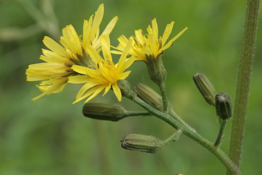 Crepis praemorsa