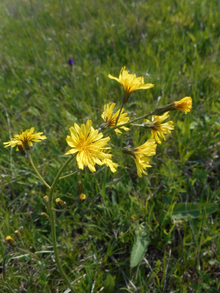 Скерда тупокорневищная