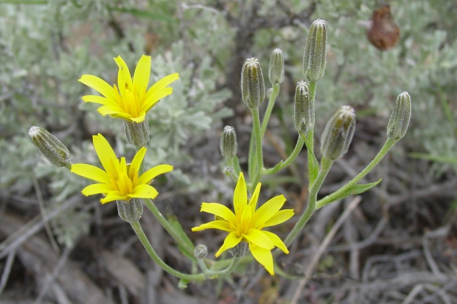 Crepis occidentalis