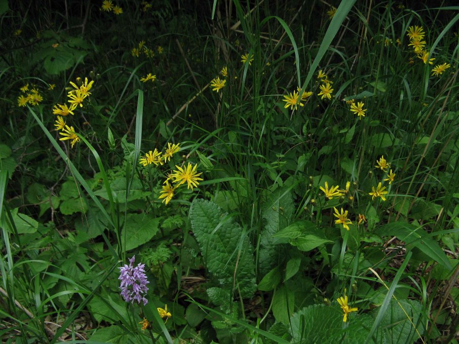 Ligularia sibirica