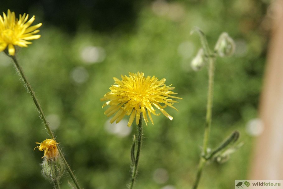 Скерда маколистная