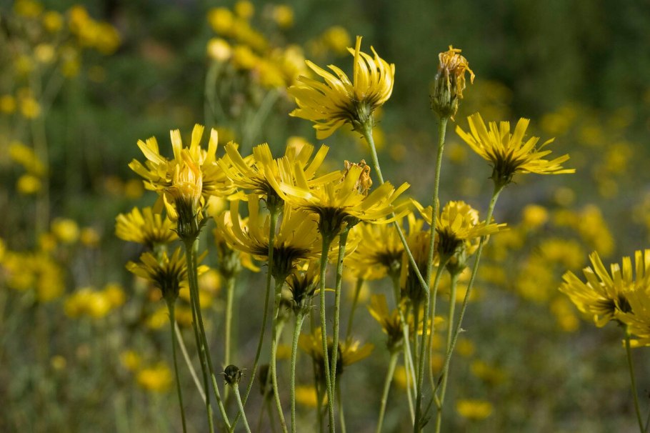 Hieracium umbellatum