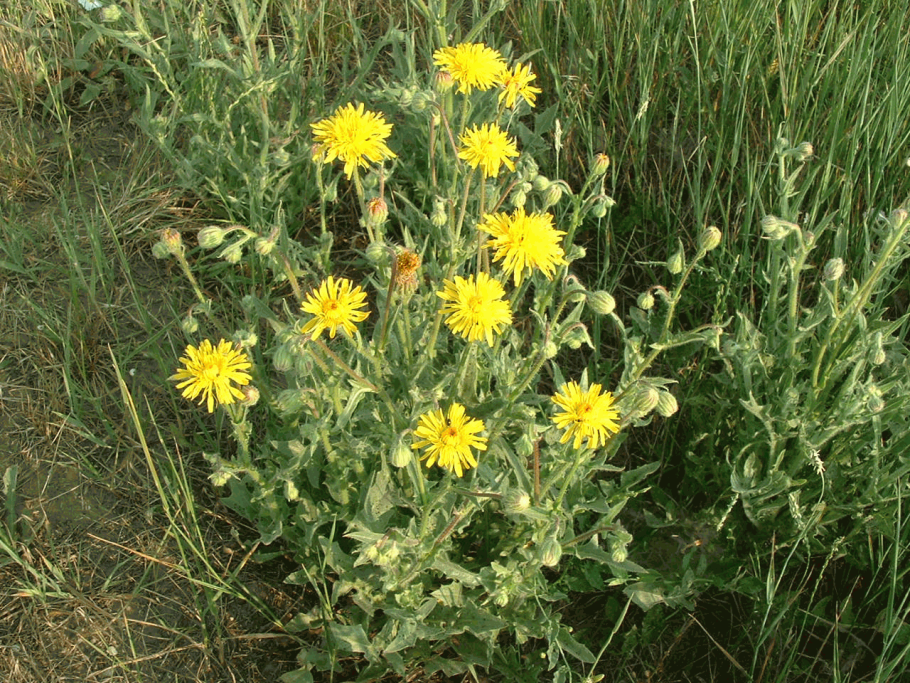 Скерда двулетняя