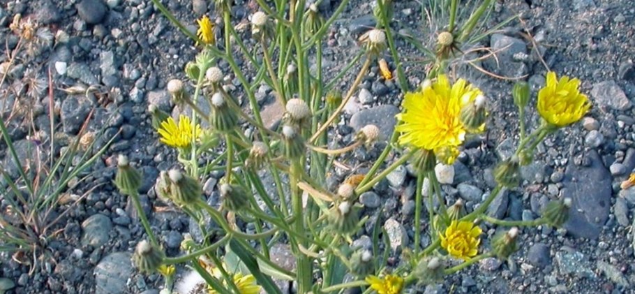 Sonchus tenerrimus