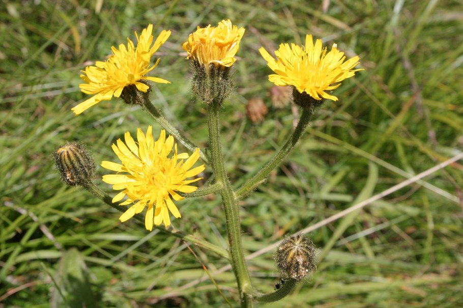 Hieracium pratense