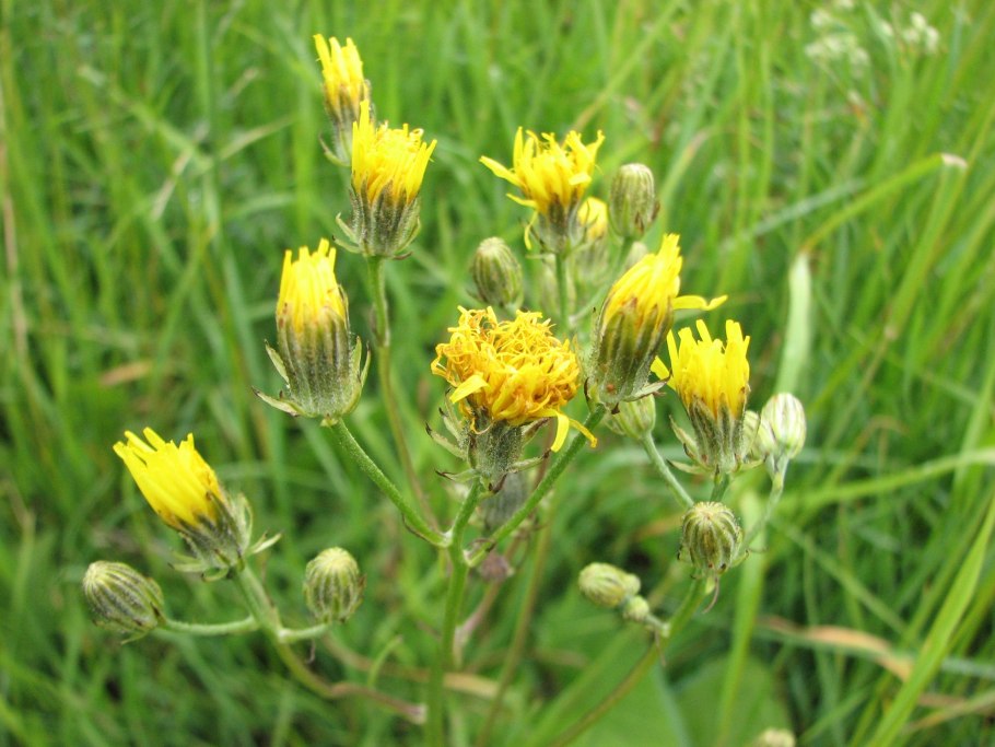 Скерда золотистоцветковая