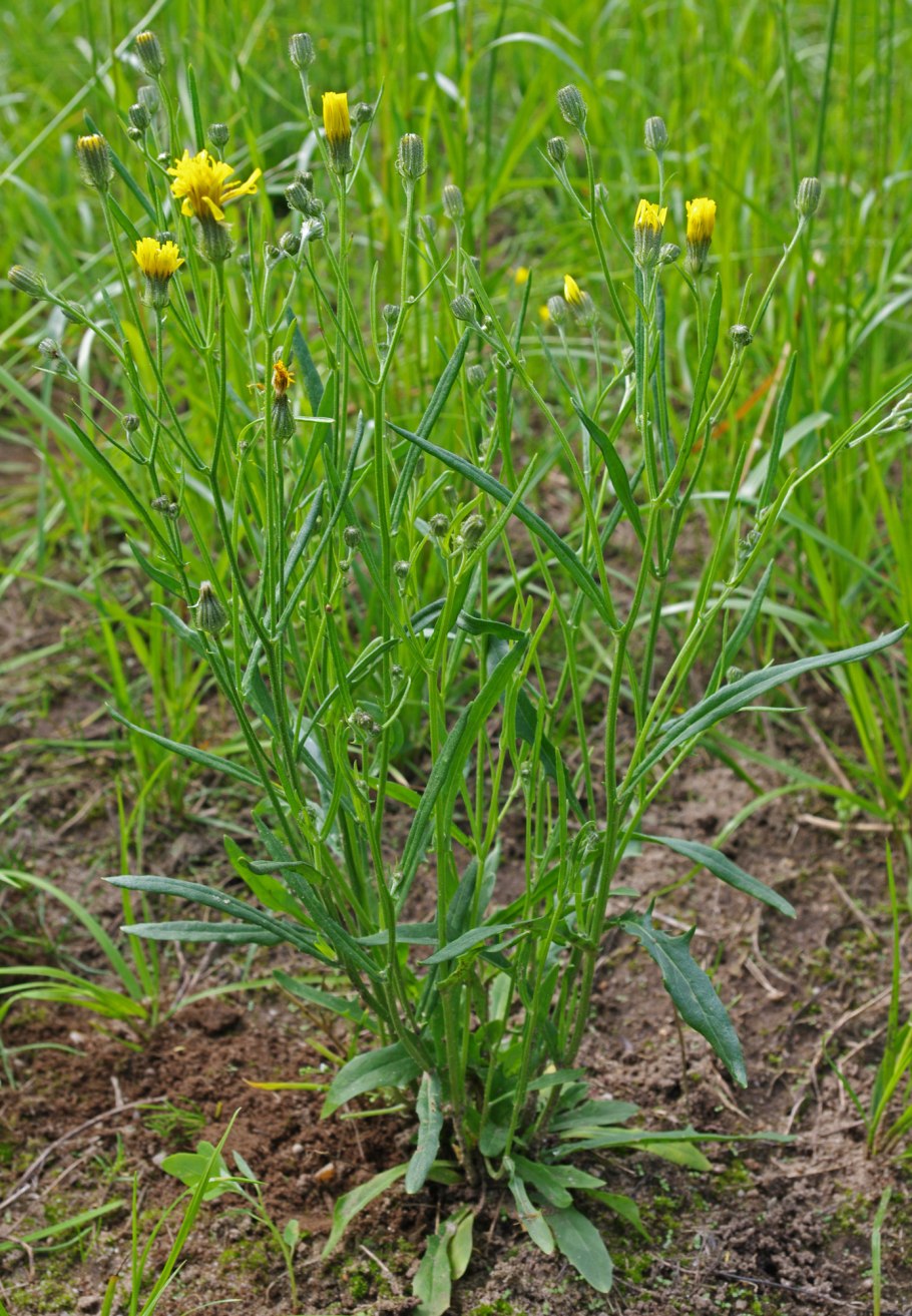 Скерда кровельная (crepis tectorum)